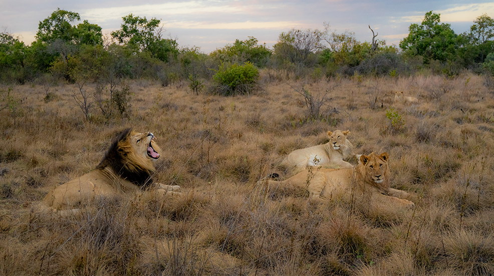 A pride of lions spotted on safari in Africa with the male's jaws wide in a yawn